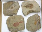 Lot: Misc Ordovician Trilobites From Morocco - Pieces #138368-2